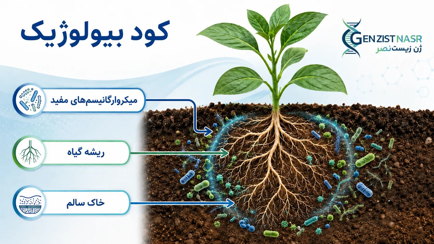 کود بیولوژیک چیست؟ معرفی انواع، مزایا و کاربرد کودهای زیستی